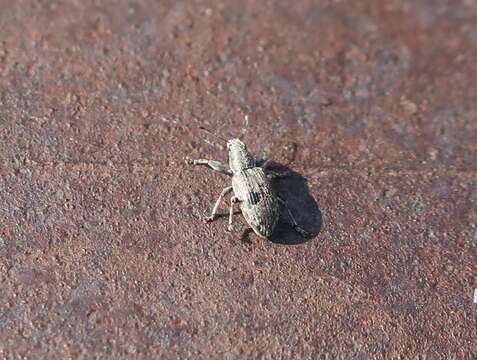 Image of Sweetclover Weevil