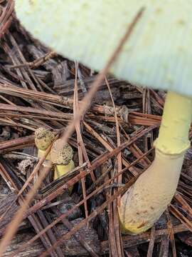 Image of Leucocoprinus tricolor H. V. Sm. 1981