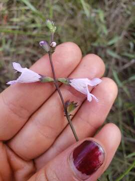 Image of Godfrey's False Dragonhead