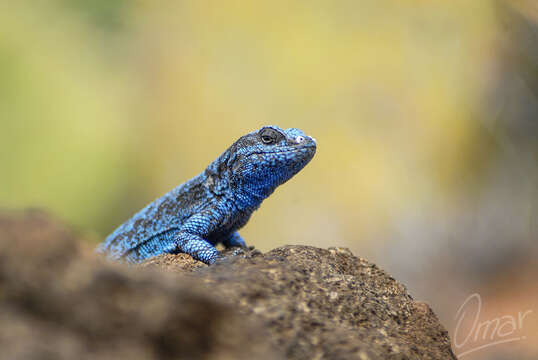 Image of Socorro Island Tree Lizard