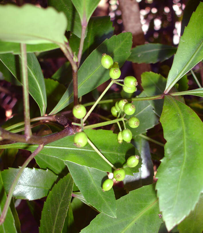 Image of Pseudopanax gilliesii Kirk