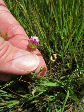 Sivun Trifolium barbigerum var. andrewsii A. Gray kuva