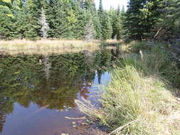 Image of Farwell's Water-Milfoil