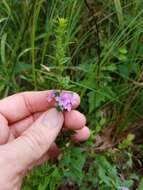 Image of winged lythrum