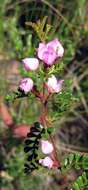 Image of small-leaved boronia