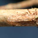 Image of Antillotolania myricae McKamey & Brodbeck 2013