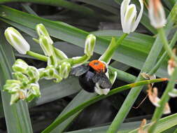 Image of Xylocopa flavorufa (De Geer 1778)