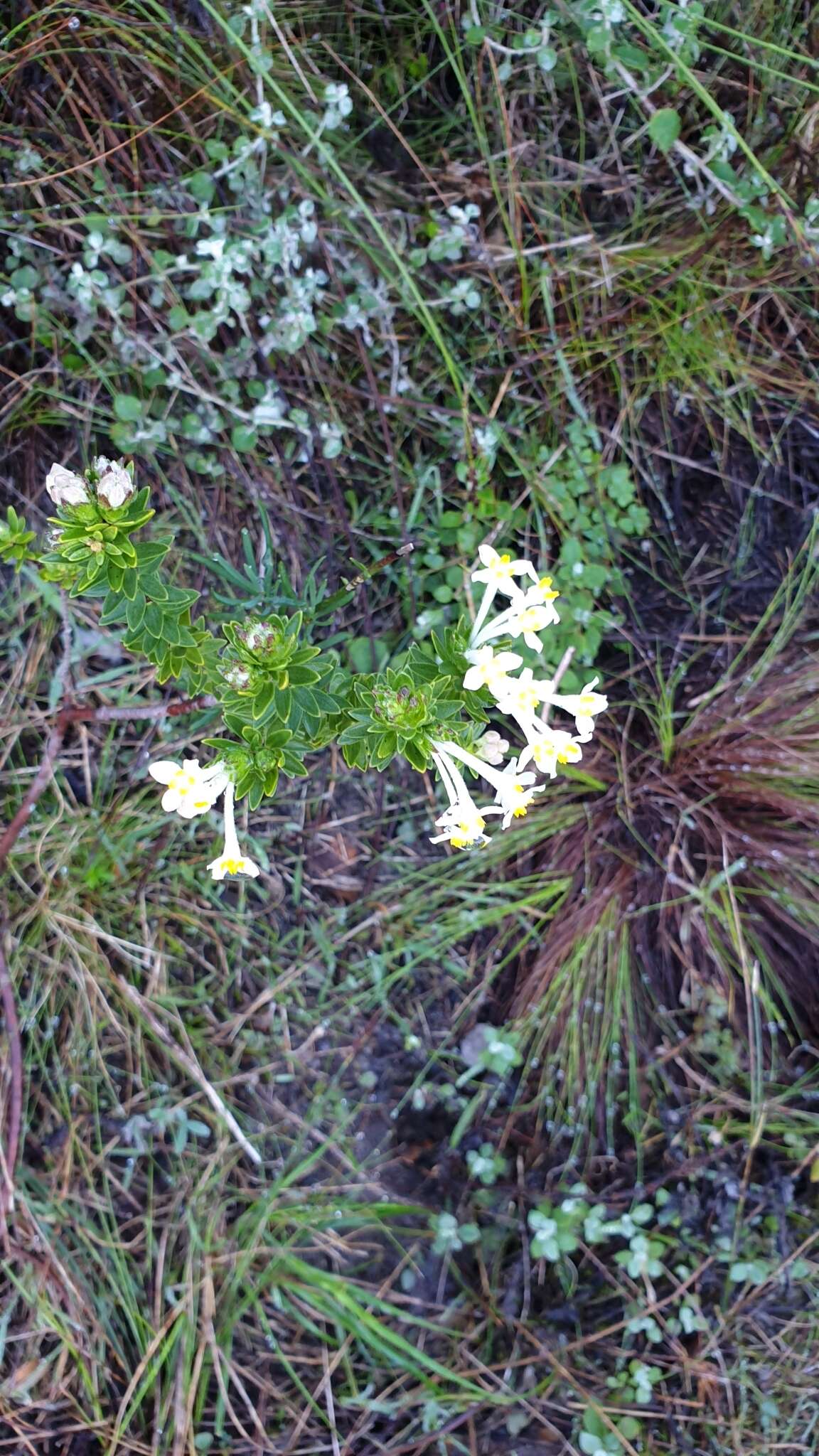 Plancia ëd Gnidia tomentosa L.