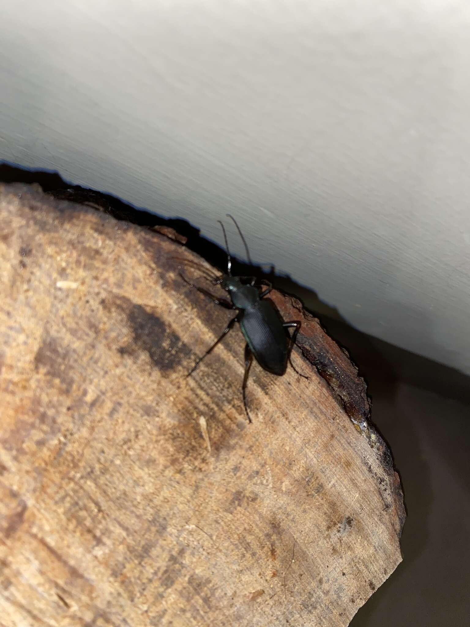 Imagem de Calosoma (Carabosoma) angulatum Chevrolat 1834