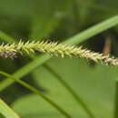 Image of Carex dispalata Boott