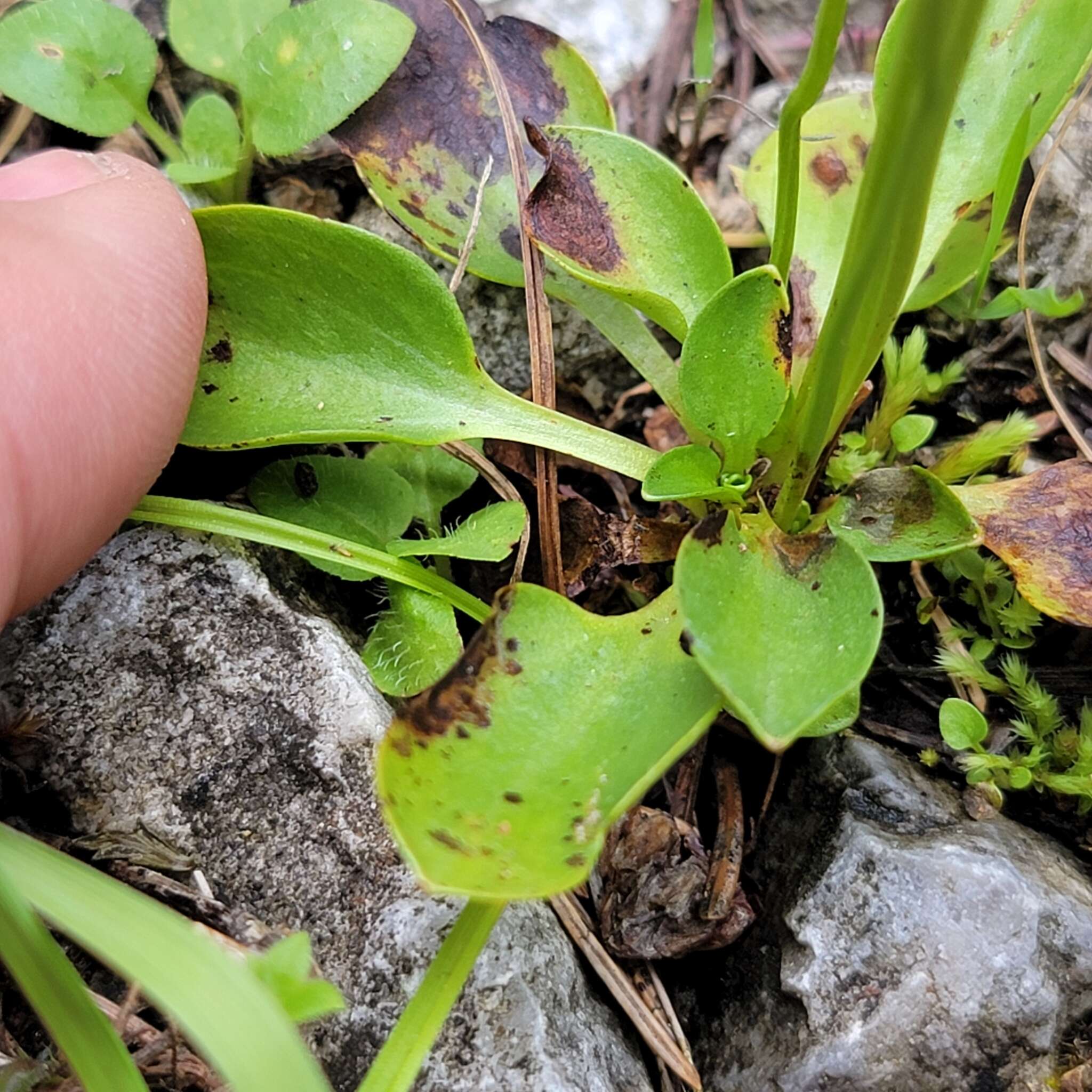 Image of Small-Flower Grass-of-Parnassus