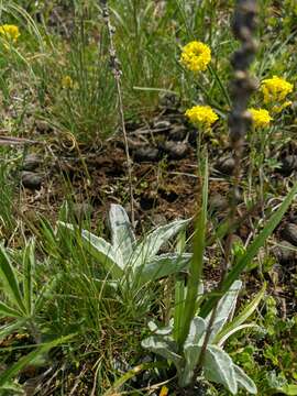 Image of spiked speedwell