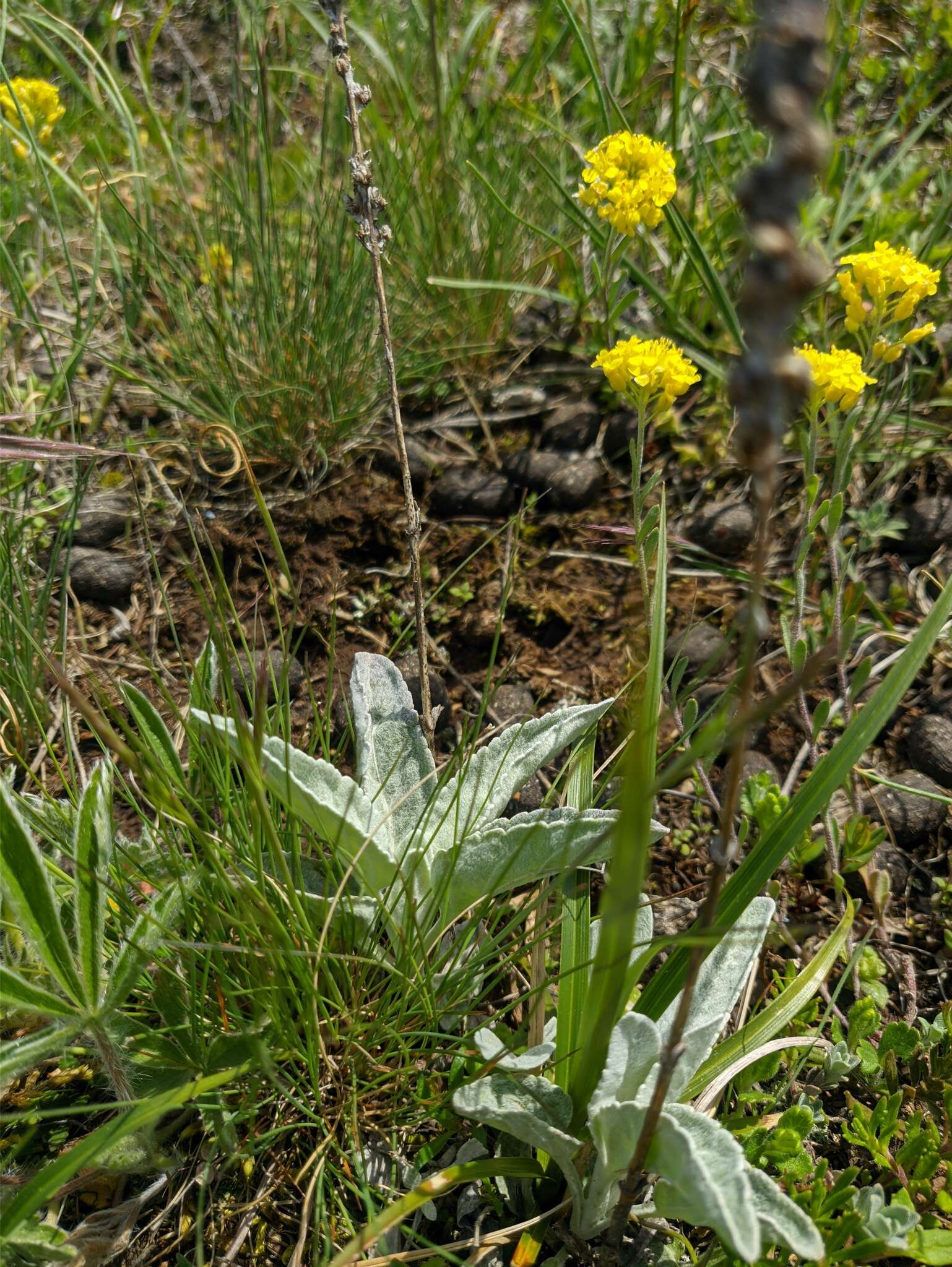 Слика од Veronica incana subsp. incana