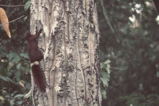 Imagem de Callosciurus finlaysonii annellatus Thomas 1929