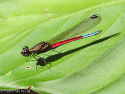 Image of Chlorocypha curta (Hagen ex Selys 1853)