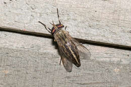 Image of Striped Horse Fly