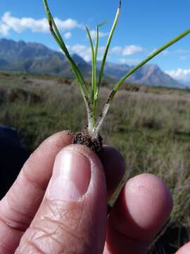 Image of Isoetes stellenbossiensis A. V. Duthie