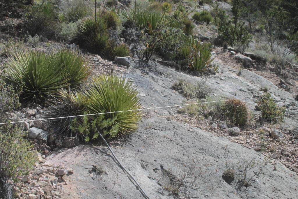 Agave striata subsp. striata resmi