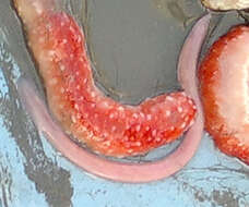 Image of Atlantic Hagfish