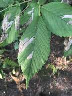 Image of Elm leafminer