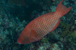 صورة Scarus xanthopleura Bleeker 1853