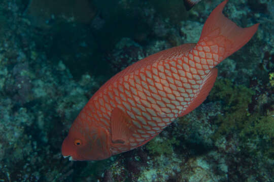 صورة Scarus xanthopleura Bleeker 1853