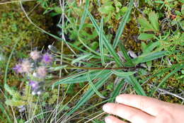 Sivun <i>Saussurea <i>angustifolia</i></i> var. angustifolia kuva