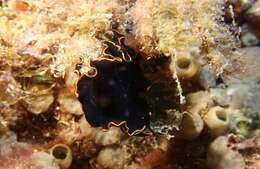 Image of red-rim flatworm