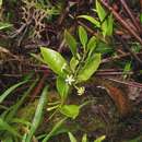 Image of Cyclophyllum fragrans (Schltr. & K. Krause) Mouly