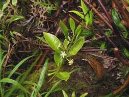 Image of Cyclophyllum fragrans (Schltr. & K. Krause) Mouly