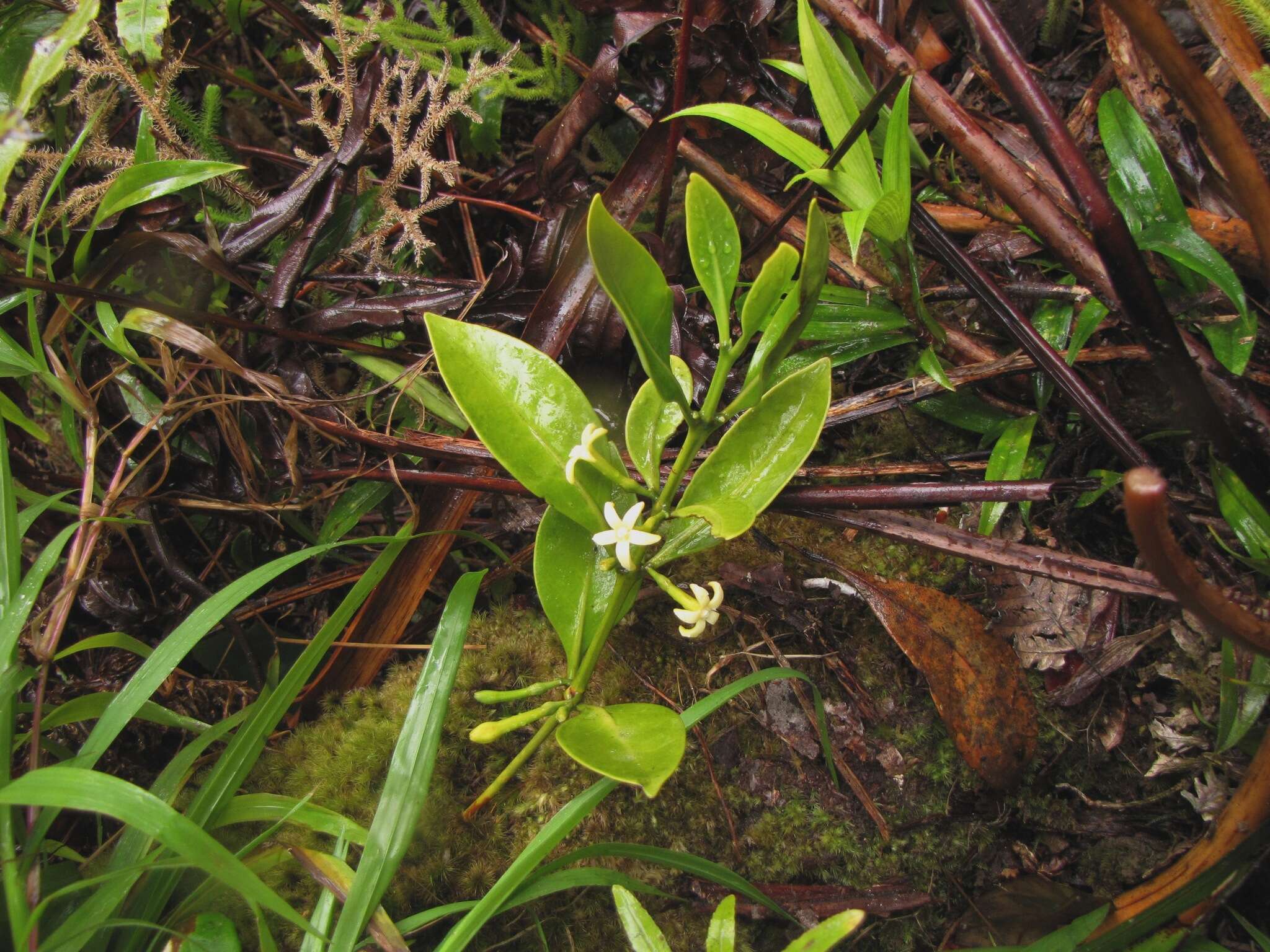 Image of Cyclophyllum fragrans (Schltr. & K. Krause) Mouly