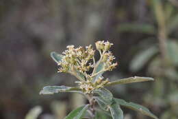 Image of Linochilus tenuifolius (Cuatrec.) Saldivia & O. M. Vargas