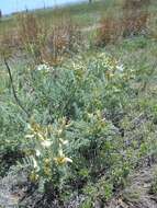 Imagem de Astragalus drummondii Dougl.