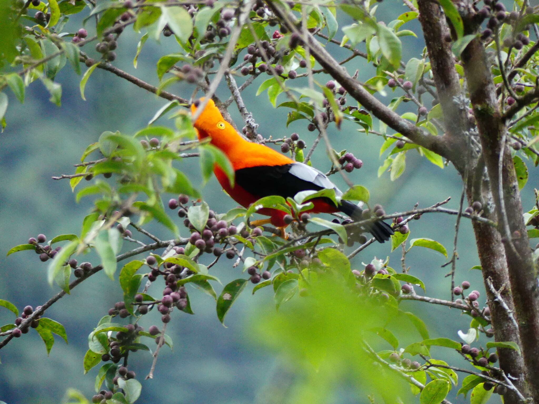 Plancia ëd Rupicola peruvianus aequatorialis Taczanowski 1889