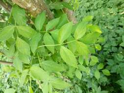 Image de arbre aux pistaches