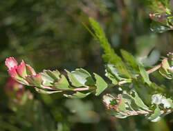 Imagem de Adenanthos cuneatus Labill.