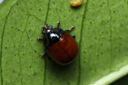 Image of <i>Podagricomela nigricollis</i>