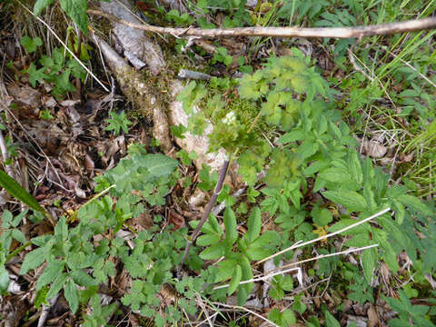 Image of Few-Flower Meadow-Rue