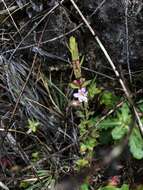 Image de Lythrum maritimum Kunth