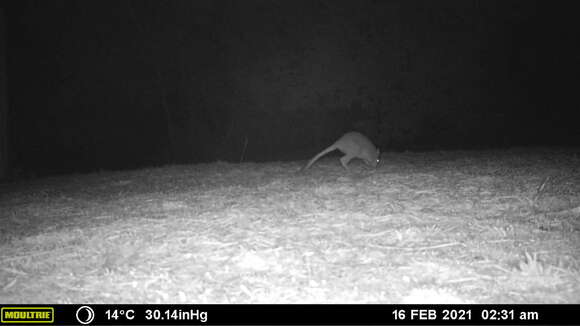 Image of Eastern Bettong