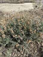 Image of Gairdner's beardtongue