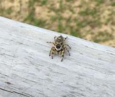 Phidippus otiosus (Hentz 1846)的圖片