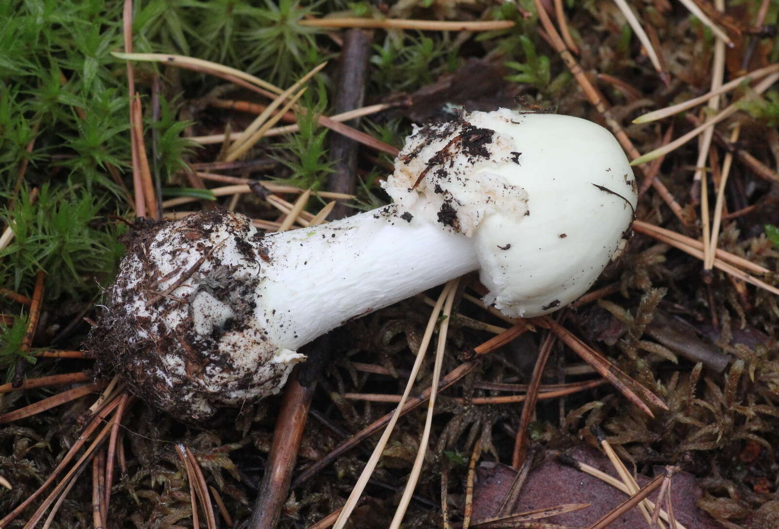 Image of Amanita citrina Pers.