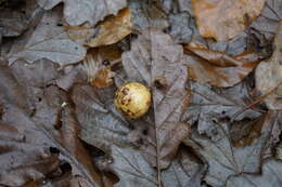 Image of cherry gall