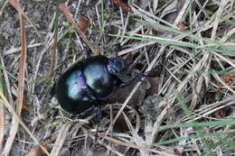 Image of Trypocopris vernalis (Linnaeus 1758)