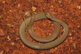 Image of Ringed Brown Snake