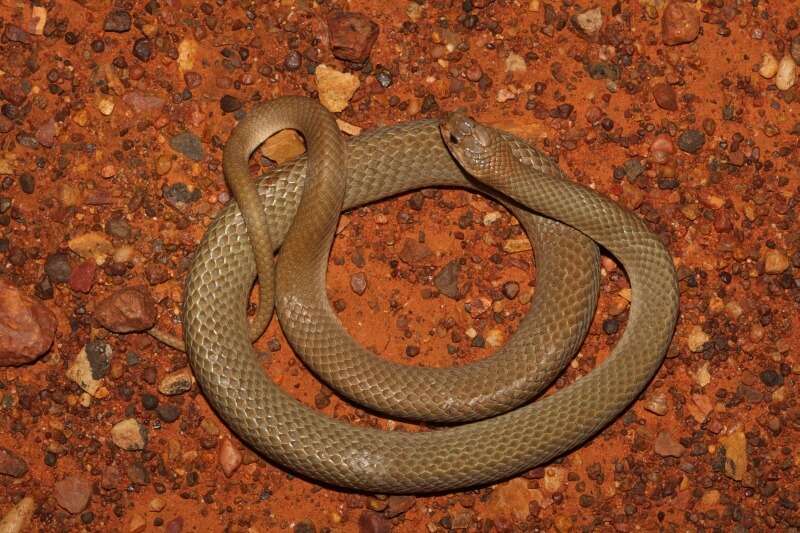 Image of Ringed Brown Snake