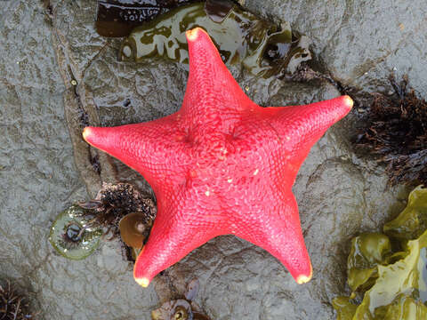 Image of Bat star