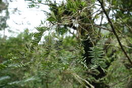 Image of Taxus mairei (Lemée & Lév.) S. Y. Hu ex T. S. Liu