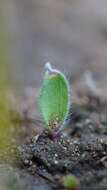 Image of Tailed spider orchid